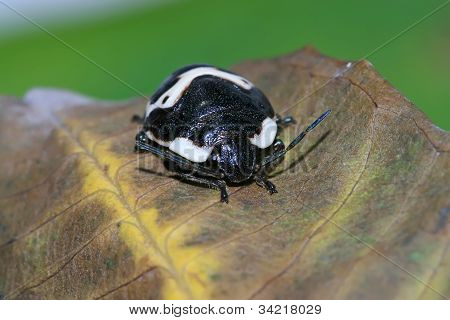 Stinkbug