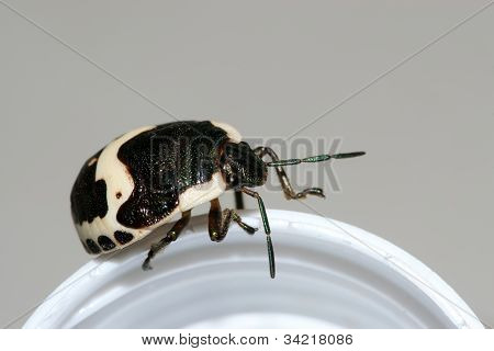 Stinkbug