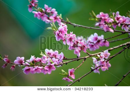 rosa BlÃ¼ten blÃ¼hen im FrÃ¼hjahr