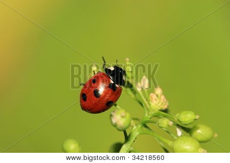 Ladybug