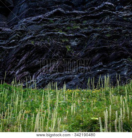 Bear Grass Blooms Below Black Rocks In Wildflower Patch