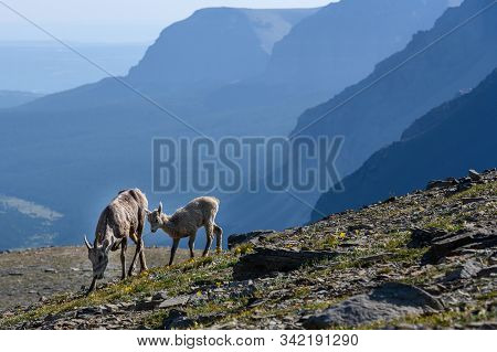 Bighorn Sheep And Lamb With Layers Of Mountains Behind Them In Montana Wilderness