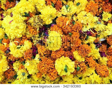 Background Of Jamanthi Poovu Or Chrysanthemum Flower