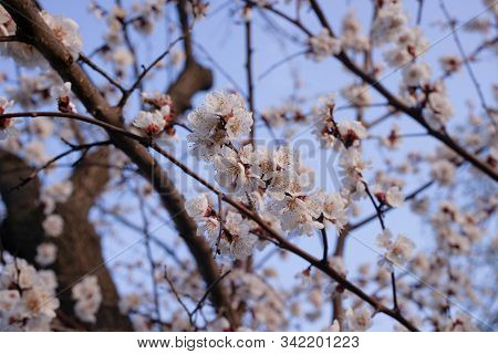 Apricot Flowers On Blurred Blue Sky Background. Sprind Day