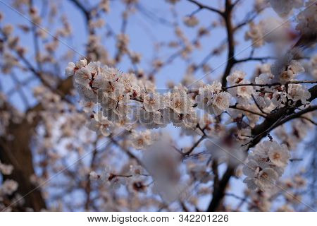 Apricot Flowers On Blurred Blue Sky Background. Sprind Day