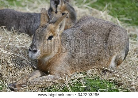Patagonian Mara - Dolichotis Patagonum 
Large Rodent From Argentina