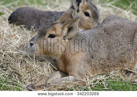 Patagonian Mara - Dolichotis Patagonum 
Large Rodent From Argentina