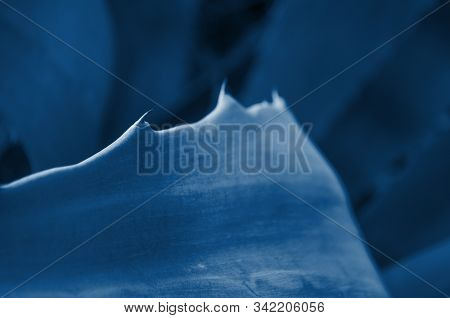 Close Up Yucca Leaves With Thorns Toned In Trendy Blue Color. 2020 Color Trend.