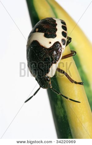 Stinkbug