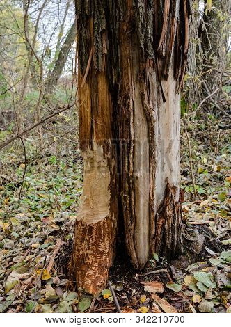 The Tree Is Eaten By Beavers, Beavers Damaged The Tree To Block The Brook, In The Forest Among The T