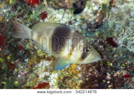 Barred Hamlet (hypoplectrus Puella) Swimming Over A Coral Reef - Cozumel