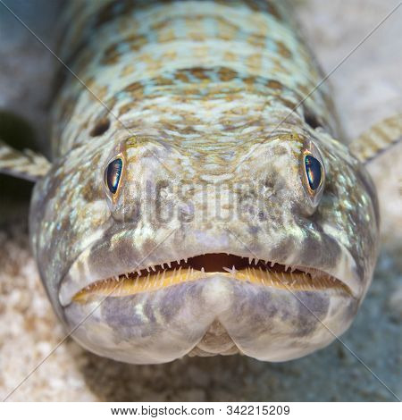 Closeup Of A Sand Diver (synodus Intermedius) Waiting To Ambush Its Prey - Cozumel