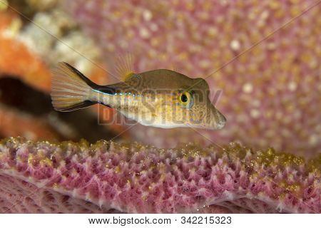 Caribbean Sharpnose-puffer (canthigaster Rostrata) Swimming In A Sponge - Cozumel