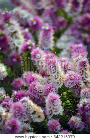 Pink, White, Cream And Purple Flowers Of The Australian Native Spiked Featherflower, Verticordia Spi