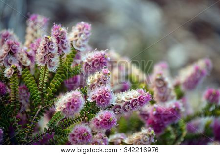 Pink, White, Cream And Purple Flowers Of The Australian Native Spiked Featherflower, Verticordia Spi