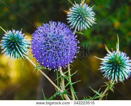 Globe Thistle Close Up View,  Echinops Ritro Close Up View