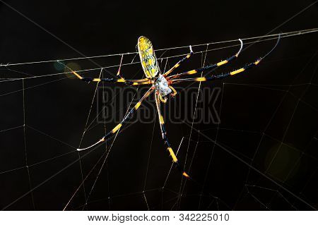 Beautiful Close-up Of Nephila Clavata Spider Known In Japan As Joro Gumo Isolated On Black Backgroun