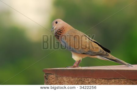 Paloma
