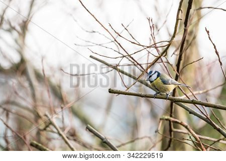 An Coal Tit Sitting On The Branches Of A Bush Resting