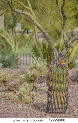 Barrel Cactus And Jumping Cholla Cactus At Anthem In Maricopa County, Arizona Usa
