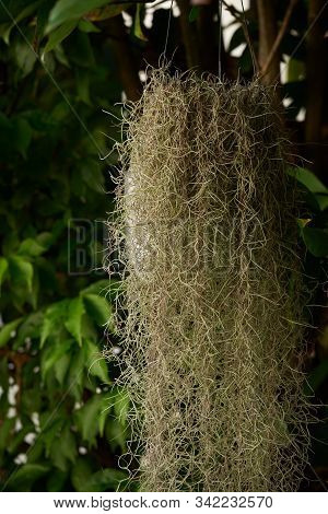 Rhipsalis In Flowerpot Hanging On The Tree In The Garden