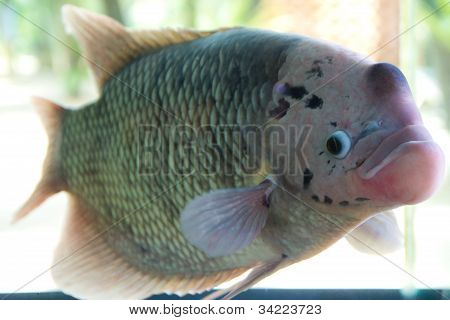 Rhinoceros Fish