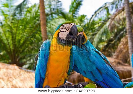 Loving Couple Of Bird