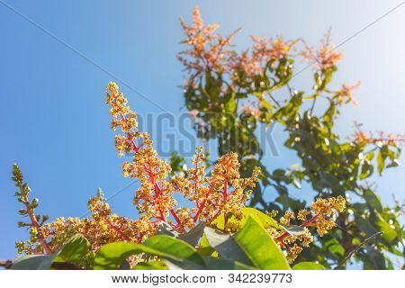 Mango Flowers On The Bud Of Tree. There Is Blooming In Summer Of Thailand And Become Fruit Later. Ma