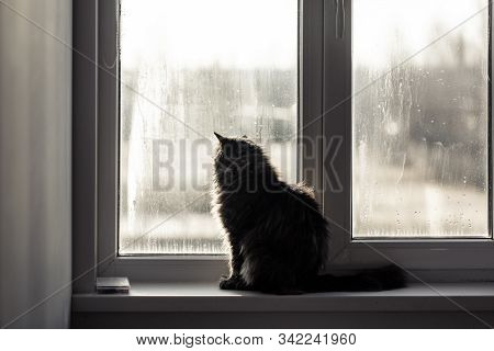 The Cat Is Sitting On The Window.