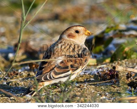 Snow Bunting (Plectrophenax nivalis) male in winter plumage