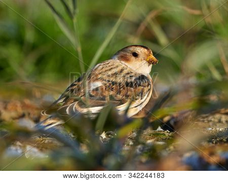 Snow Bunting (Plectrophenax nivalis) male in winter plumage