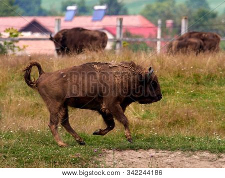 small herd of European bison (Bison bonasus), also known as Wisent or the European wood bison grazing