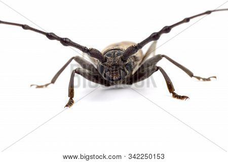 Tree Borer (batocera Rufomaculata) Isolated On A White Background