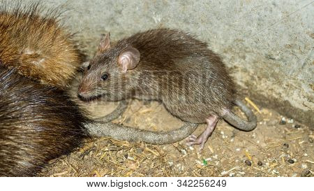 Wild Or Field Rats Is The Language That Thailand People Call Which Be Used To Make Food, And Now Thi