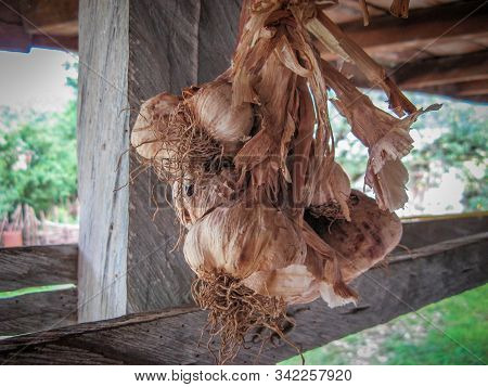 Dried Garlic Hung From The Ceiling Of The Rural House. Close Up Of Dried Garlic. Keeping Garlic In R