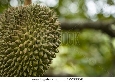 Durian - King Of Tropical Fruit, On A Tree Branch In The Orchard. Fresh Durian On A Tree In Gardenin