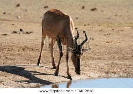 Hartebeest rojo antílope