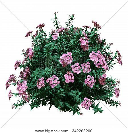 3D Rendering Nerium Oleander Bush On White