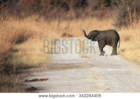The African Bush Elephant (loxodonta Africana) The Young  Elephant Sniffing With A Raised Trunk. Bab