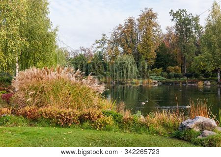 Small Scenic Pond With Shores Overgrown With Yellowed Reedmace On A Foreground In Park In Autumn Clo