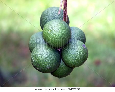 Brasilian sitruuna