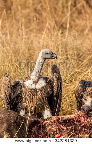 Griffon Vulture (gyps Fulvus) Eating Carrion, Bones And Meat