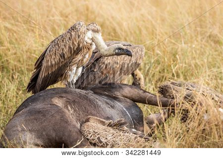 Griffon Vulture (gyps Fulvus) Eating Carrion, Bones And Meat