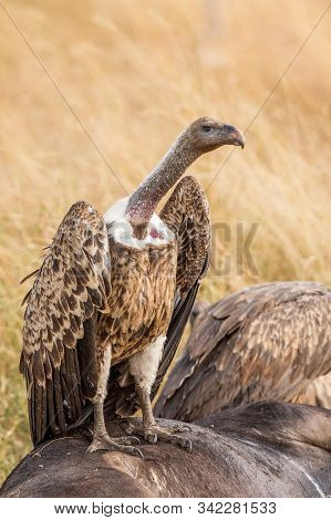 Griffon Vulture (gyps Fulvus) Eating Carrion, Bones And Meat