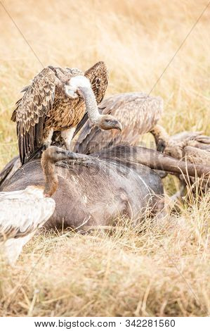 Griffon Vulture (gyps Fulvus) Eating Carrion, Bones And Meat