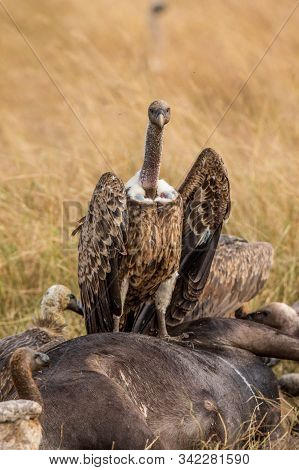 Griffon Vulture (gyps Fulvus) Eating Carrion, Bones And Meat