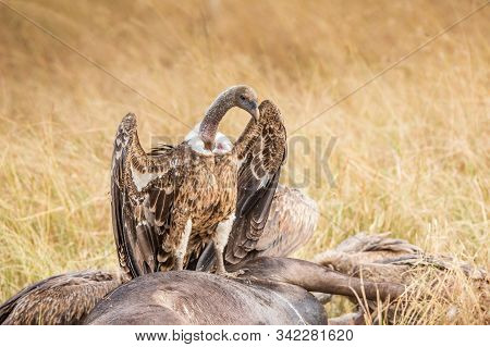 Griffon Vulture (gyps Fulvus) Eating Carrion, Bones And Meat