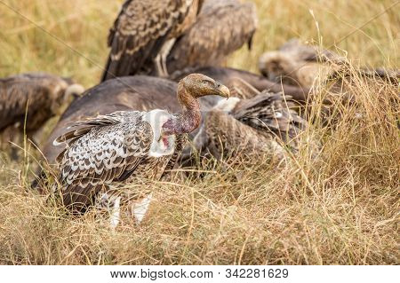 Griffon Vulture (gyps Fulvus) Eating Carrion, Bones And Meat