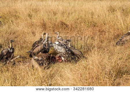 Griffon Vulture (gyps Fulvus) Eating Carrion, Bones And Meat