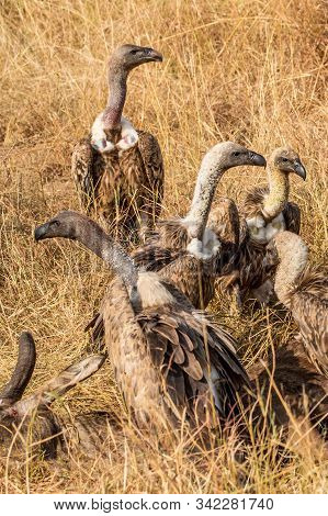 Griffon Vulture (gyps Fulvus) Eating Carrion, Bones And Meat